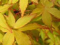Acer palmatum cv Katsura (fam Aceracees) (Photo F. Mrugala) (6)